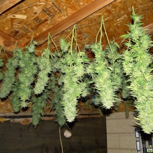 Freshly_Harvested_G_D_P_x_Green_Crack_Colas