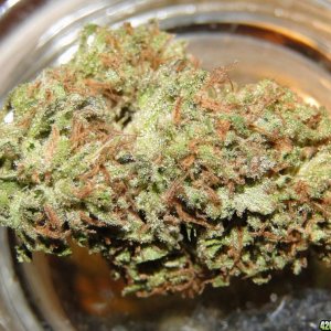 Organic_G_D_P_x_O_G_Kush_Bud1