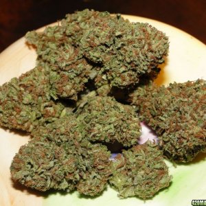 Greenhouse_Grand_Daddy_Purple_x_O_G_Kush