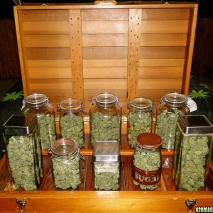 Blueberry_x_Cheese_in_Curing_Jars