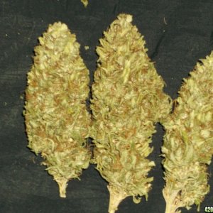 Outdoor Grow 2012 (Harvest)