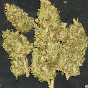 Outdoor Grow 2012 (Harvest)