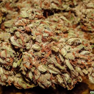 Greenhouse_Grand_Daddy_Purple_x_O_G_Kush1