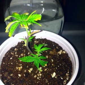 Grand Daddy Purp Grow from Seed