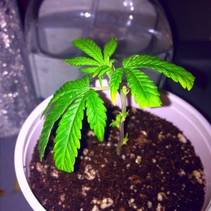 Grand Daddy Purp Grow from Seed