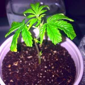 Grand Daddy Purp Grow from Seed