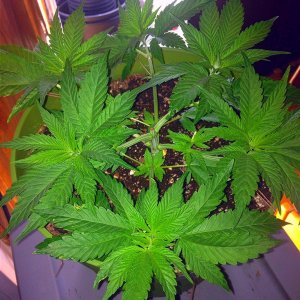 Grand Daddy Purp Grow from Seed