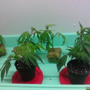 vortex and og kush clones