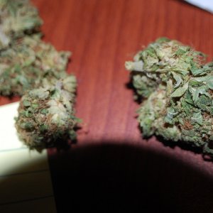 Cheese_Bud1