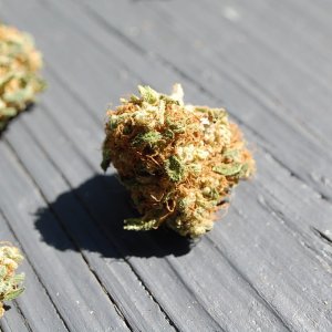 sour_jack_buds