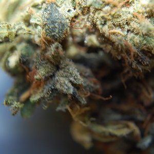 close_up_Sour_Jack