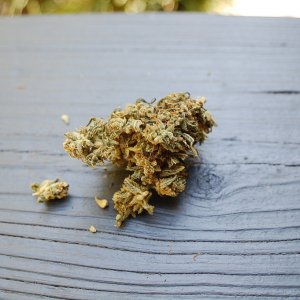 sour_jack_bud1