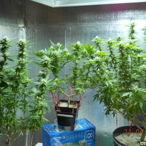 Flower Room 28 days