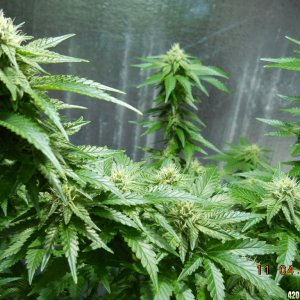 Wonder Woman 28 days flower