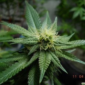 Blue Widow 28 days flower