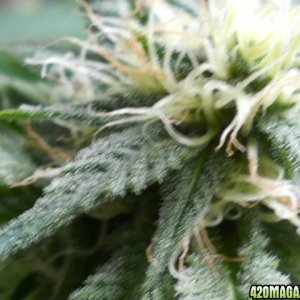 Blue Widow close up 28 days