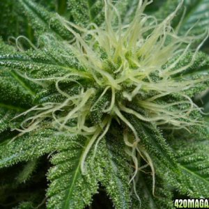 Aurora Indica close up 28 days