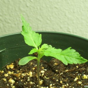 sharksbreath seedling