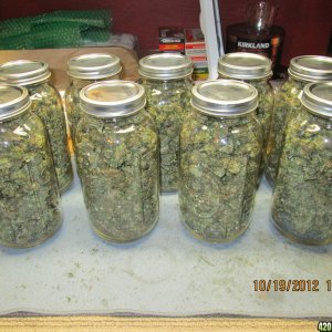 Jars 'o Big Bud