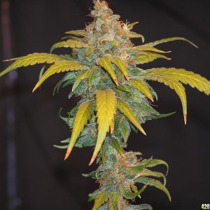 3 Golden Goat/Sweet Island Skunk