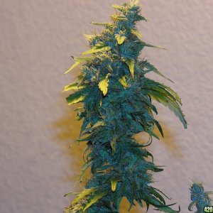 3 Golden Goat/Sweet Island Skunk