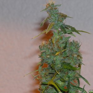 3 Golden Goat/Sweet Island Skunk