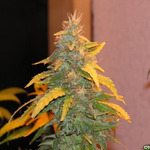 3 Golden Goat/Sweet Island Skunk