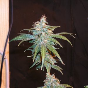 3 Golden Goat/Sweet Island Skunk