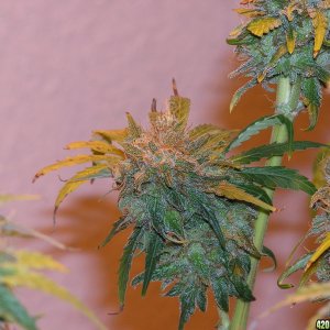 3 Golden Goat/Sweet Island Skunk