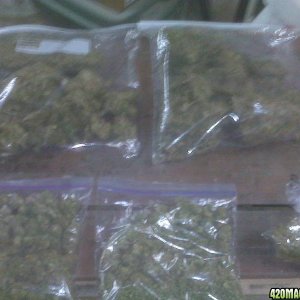 2 pounds middies and 2 oz jack herer