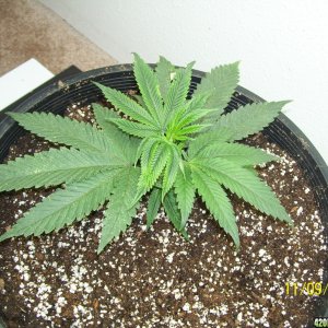 og kush week 1 of veg