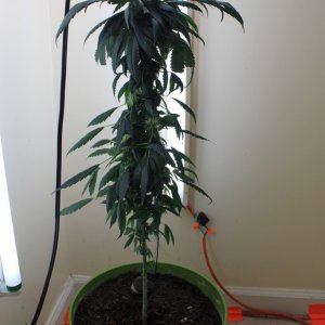 CFL Grow 2012