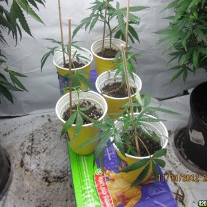 clones 10 days after taken