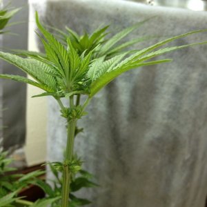 Grand Daddy Purp Grow from Seed