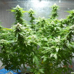 Wonder Woman 28 days flower