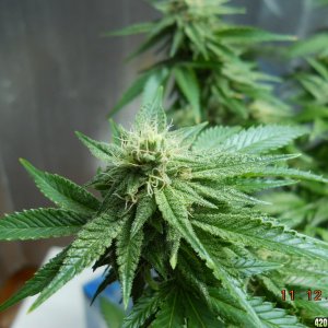 Wonder Woman 28 days flower