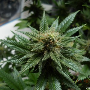 Aurora Indica 28 days flower