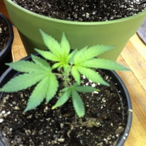 Grand Daddy Purp Grow from Seed