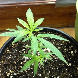 Grand Daddy Purp Grow from Seed