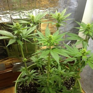 Grand Daddy Purp Grow from Seed