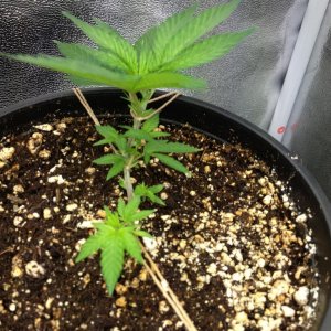 Grand Daddy Purp Grow from Seed