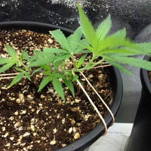 Grand Daddy Purp Grow from Seed