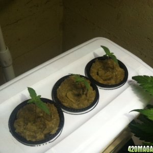 3 Seedlings at 12 days