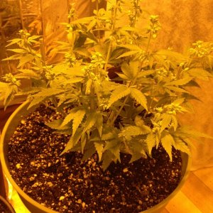 Grand Daddy Purp Grow from Seed