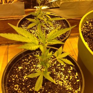 Grand Daddy Purp Grow from Seed