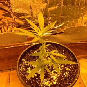 Grand Daddy Purp Grow from Seed