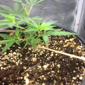 Grand Daddy Purp Grow from Seed