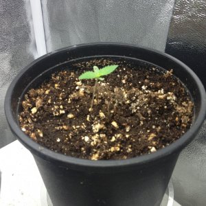 Grand Daddy Purp Grow from Seed