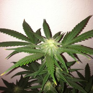 trip diesel day 28 flowering