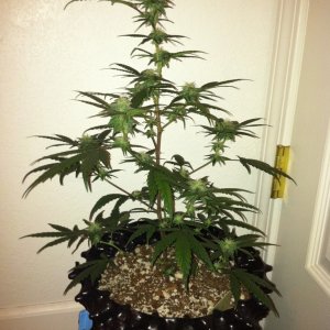 trip diesel day 28 flowering